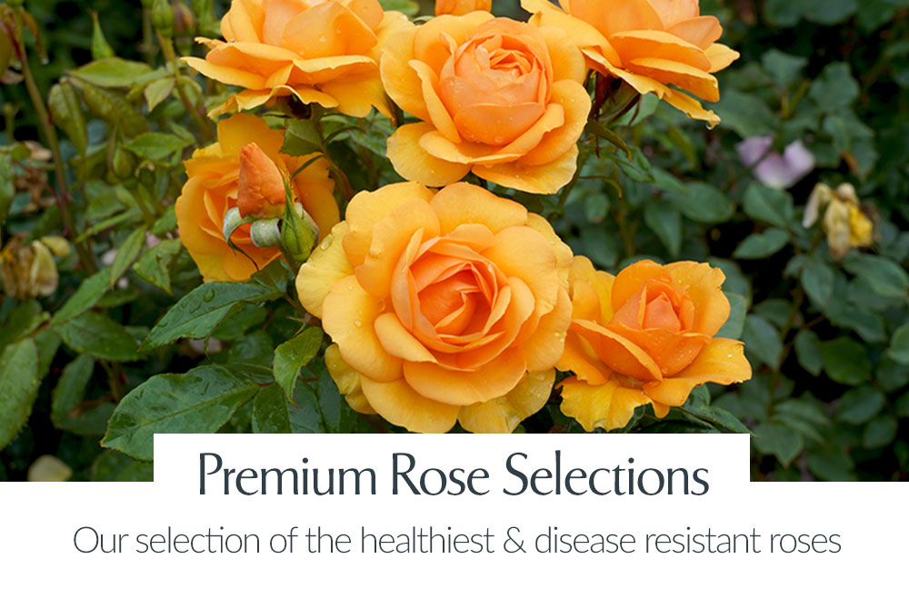 Treloar Roses Australia